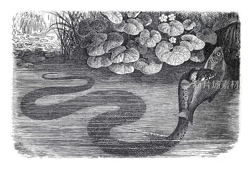 Vintage毒蛇Tropidonotus natrix蛇。野生动物。热带野生动物的插图。手绘雕刻插图。蛇的海报。